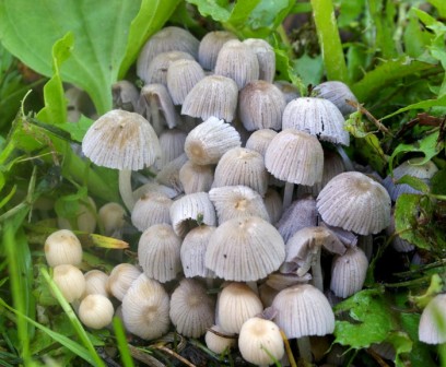   Coprinus disseminatus